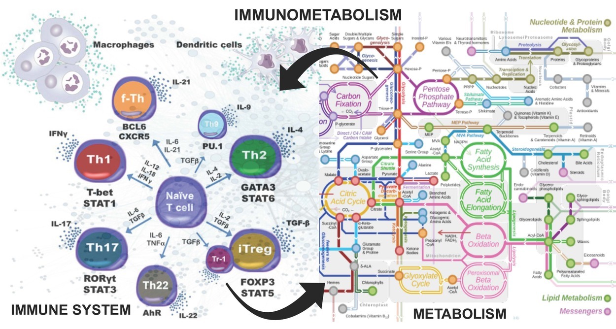 Immunometabolismv5