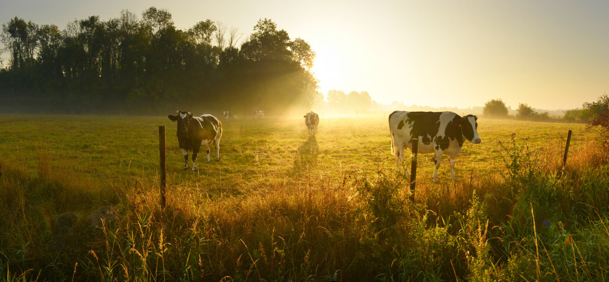 Cows standing in pasture with sunset